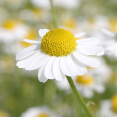 1-Article1-Chamomile